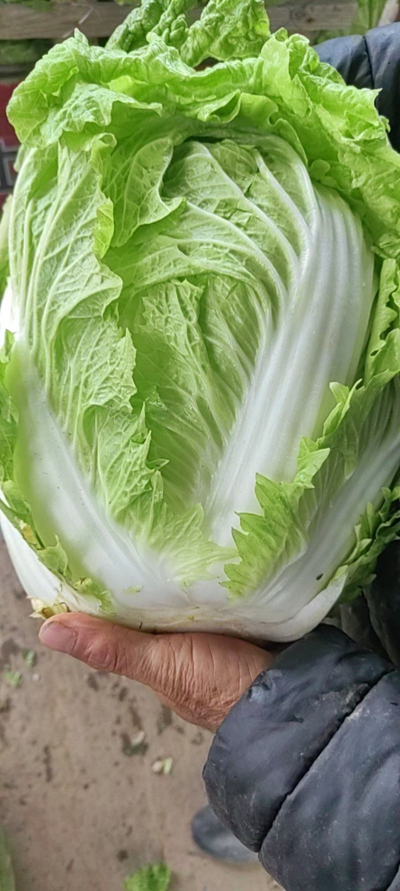 大量大白菜精品，欢迎老板采购！