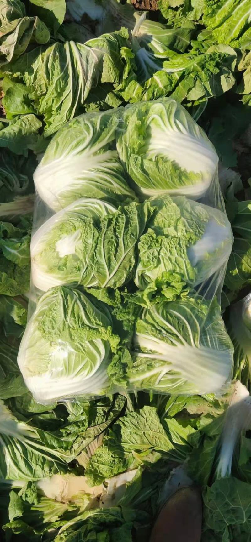 大量大白菜精品，欢迎老板采购！