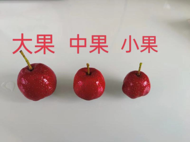 秋果山楂，糖葫芦专用，量大价格低！包邮！产量大，品质好！