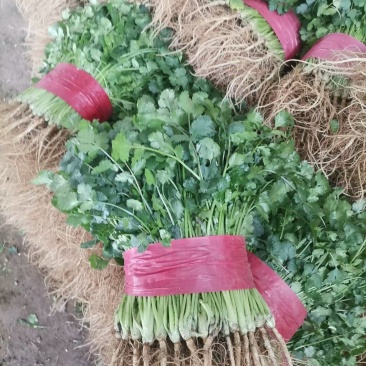 精品香菜