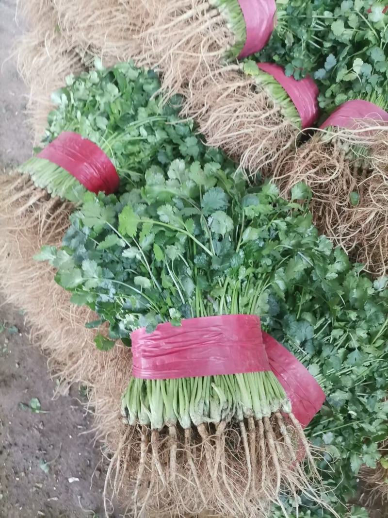 精品香菜