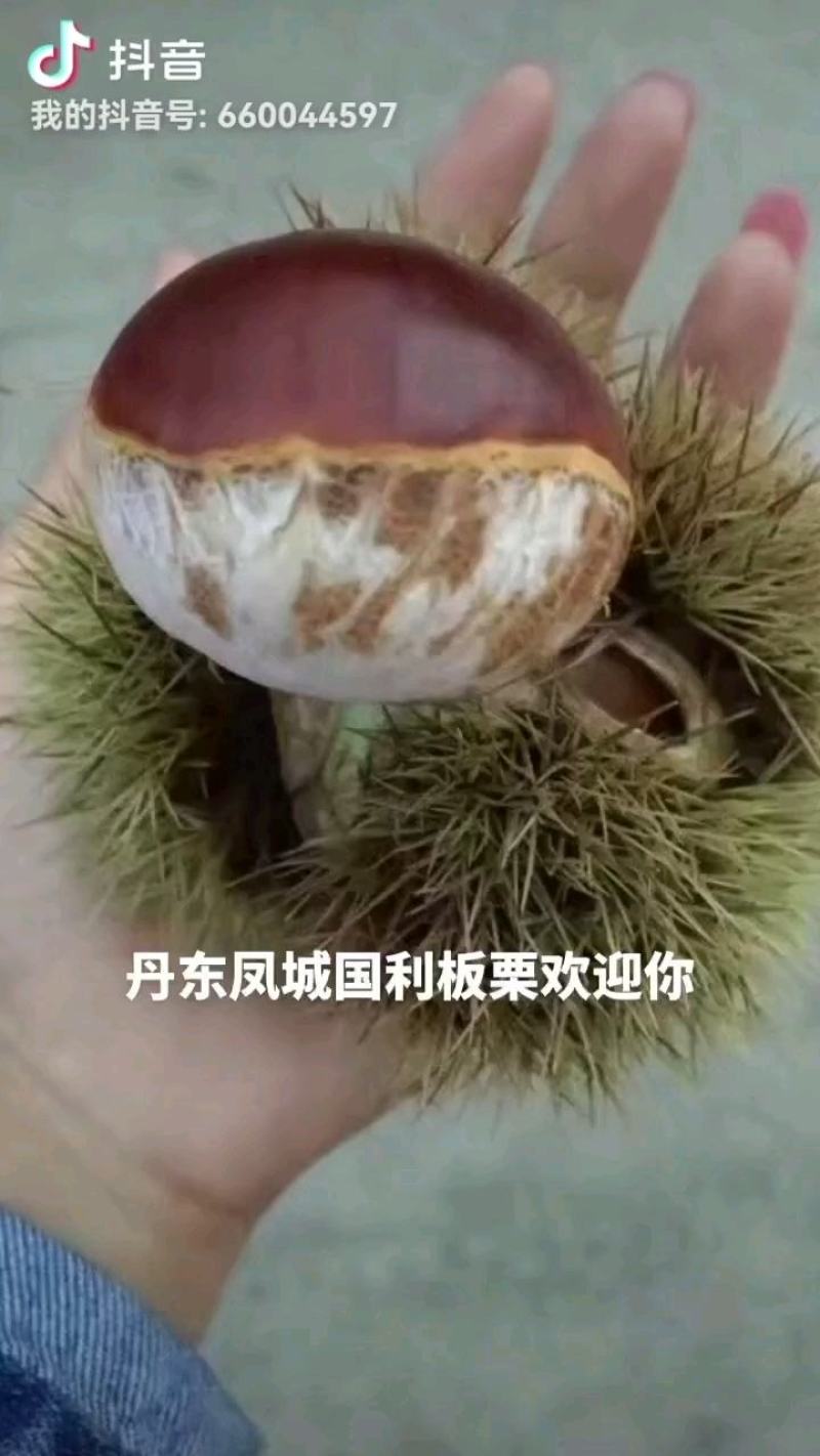 丹东国利板栗上市了，欢迎新老顾客前来选购