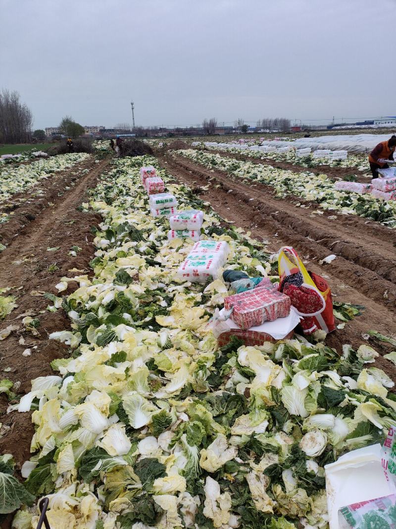 娃娃菜，精品大娃小娃各种包装