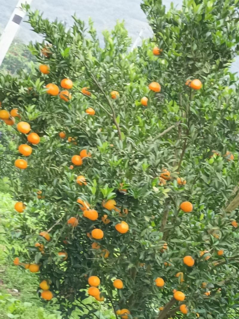 椪柑纽荷尔上市，心动不如行动