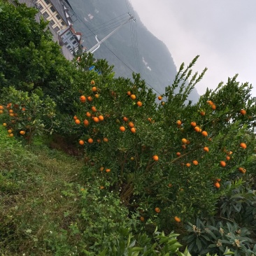 椪柑纽荷尔上市，心动不如行动