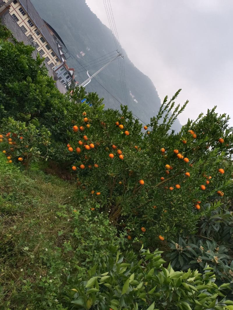 椪柑纽荷尔上市，心动不如行动