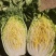 精品黄心白菜矮颗高颗都有净菜毛菜都可上车大白菜