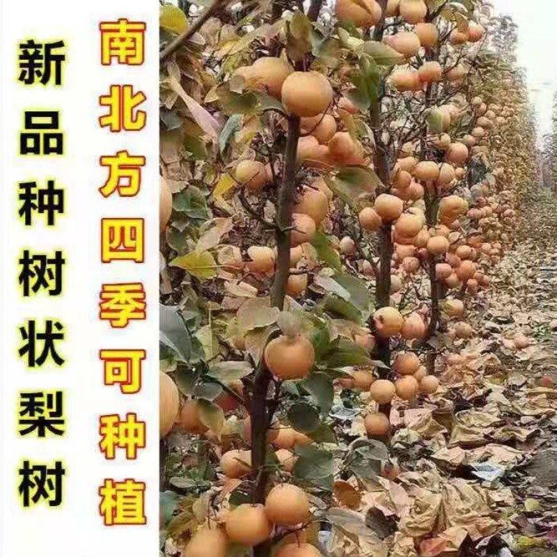 新品种柱状梨苗柱状梨树苗秋月梨树苗秋月梨苗酥脆梨南方北方