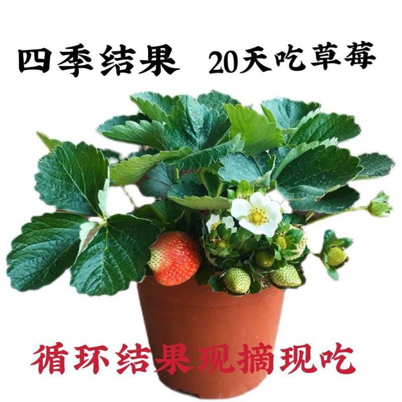 草莓种苗草莓秧苗四季草莓苗带花带果南北方阳台家种易活盆栽