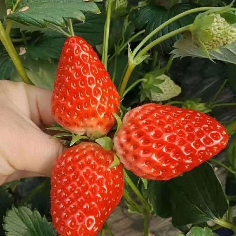 草莓种苗草莓秧苗四季草莓苗带花带果南北方阳台家种易活盆栽
