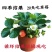 草莓种苗草莓秧苗四季草莓苗带花带果南北方阳台家种易活盆栽