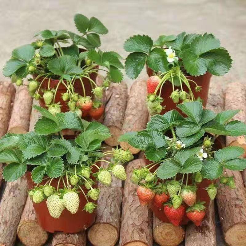 草莓种苗草莓秧苗四季草莓苗带花带果南北方阳台家种易活盆栽