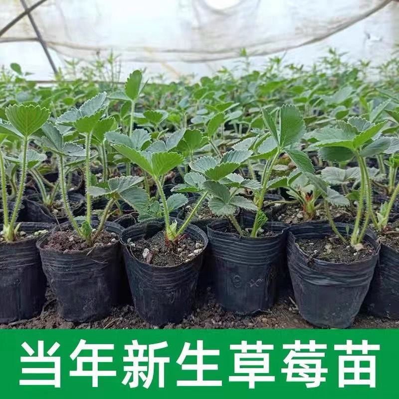 草莓种苗草莓秧苗四季草莓苗带花带果南北方阳台家种易活盆栽
