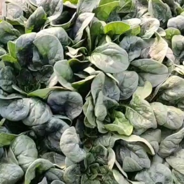 趴地菠菜，这边资源充足，价格合适，质量可以保证，没有烂叶