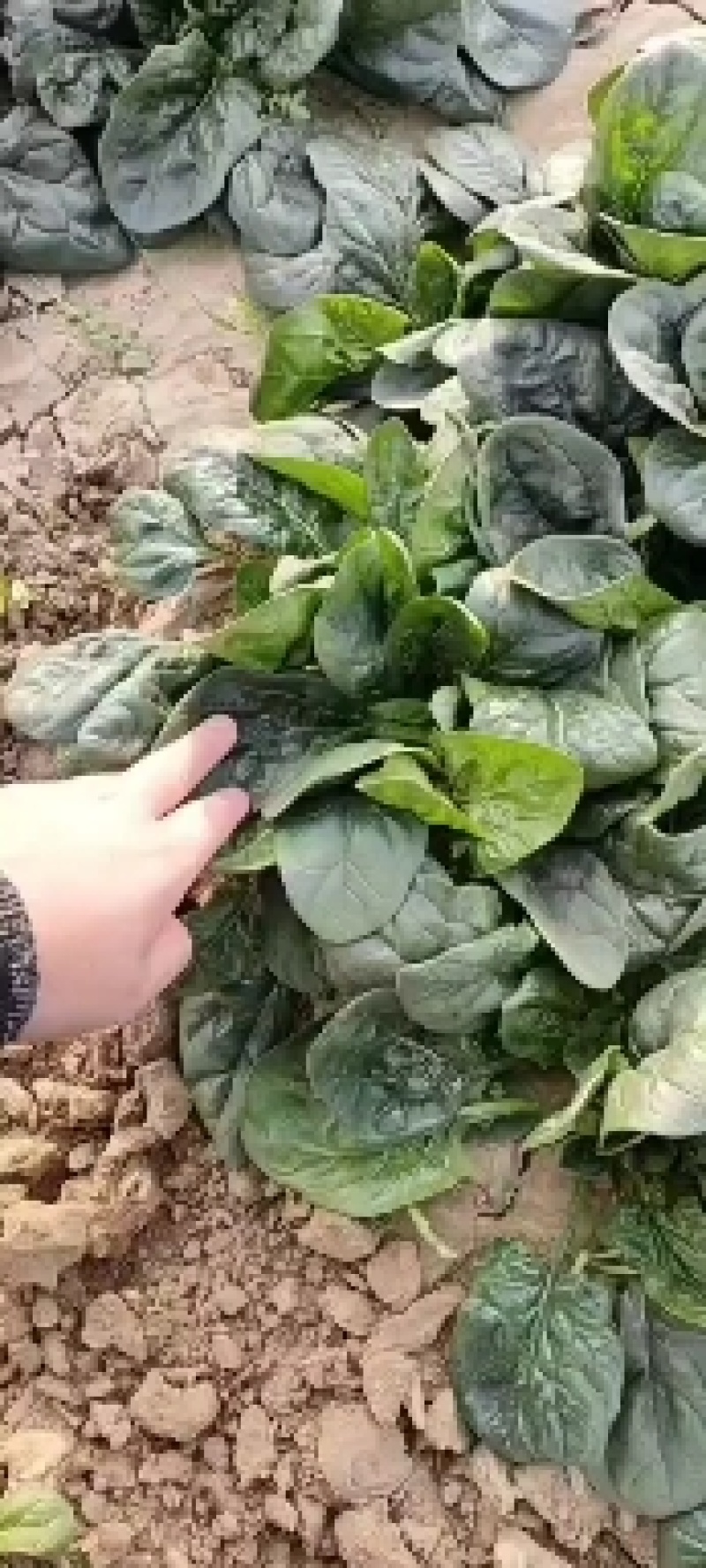 趴地菠菜，这边资源充足，价格合适，质量可以保证，没有烂叶