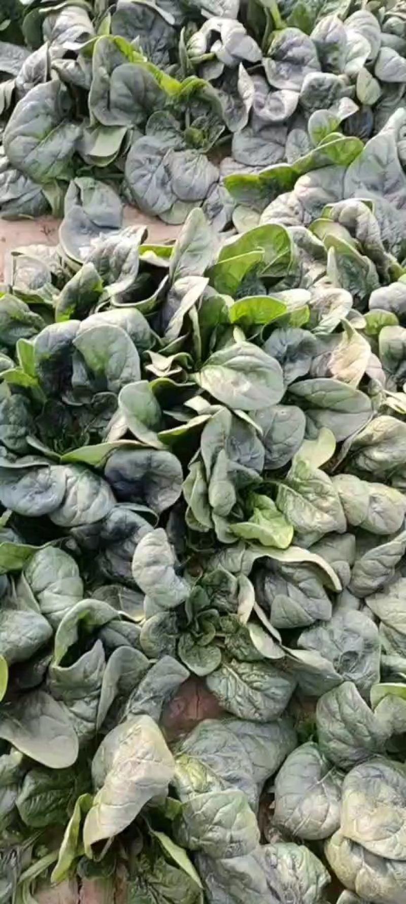 趴地菠菜，这边资源充足，价格合适，质量可以保证，没有烂叶