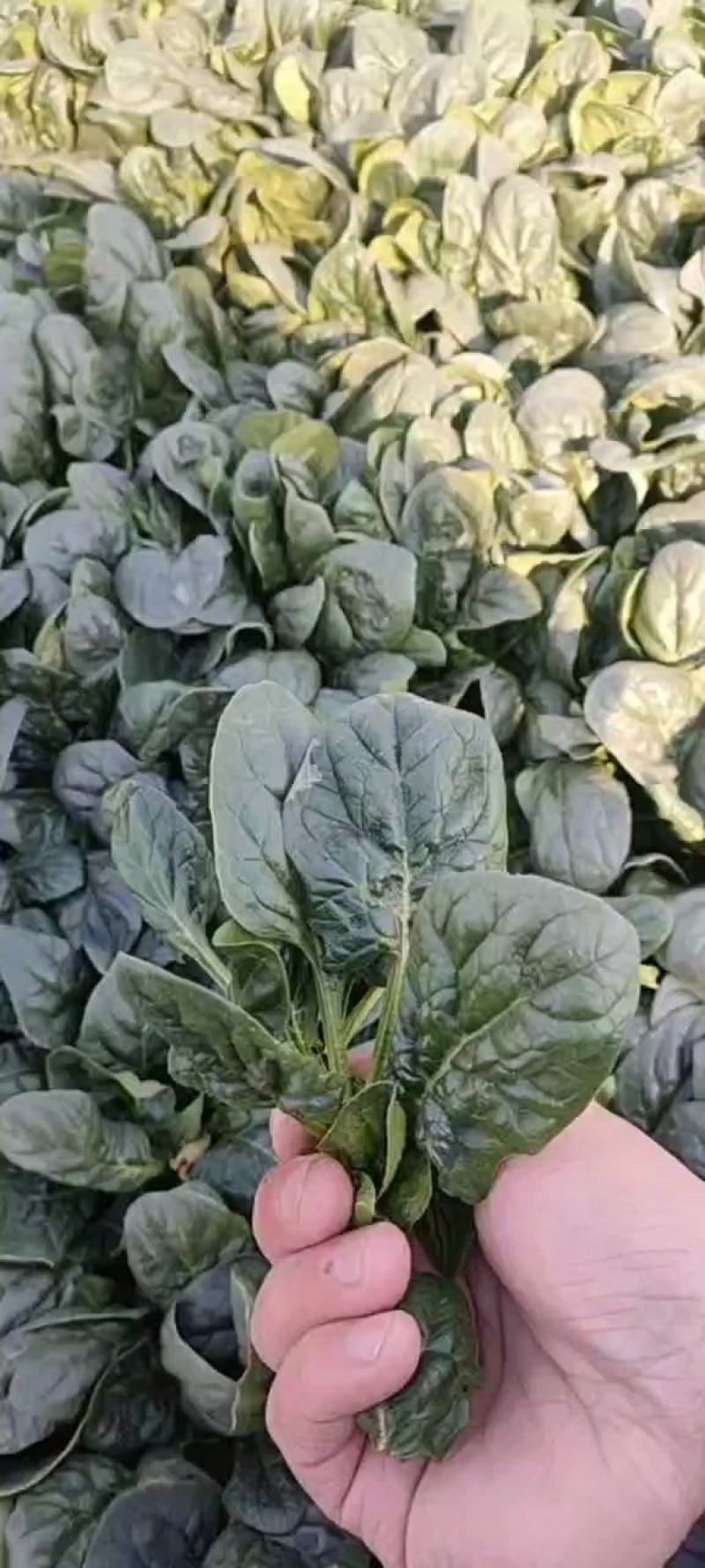 趴地菠菜，这边资源充足，价格合适，质量可以保证，没有烂叶