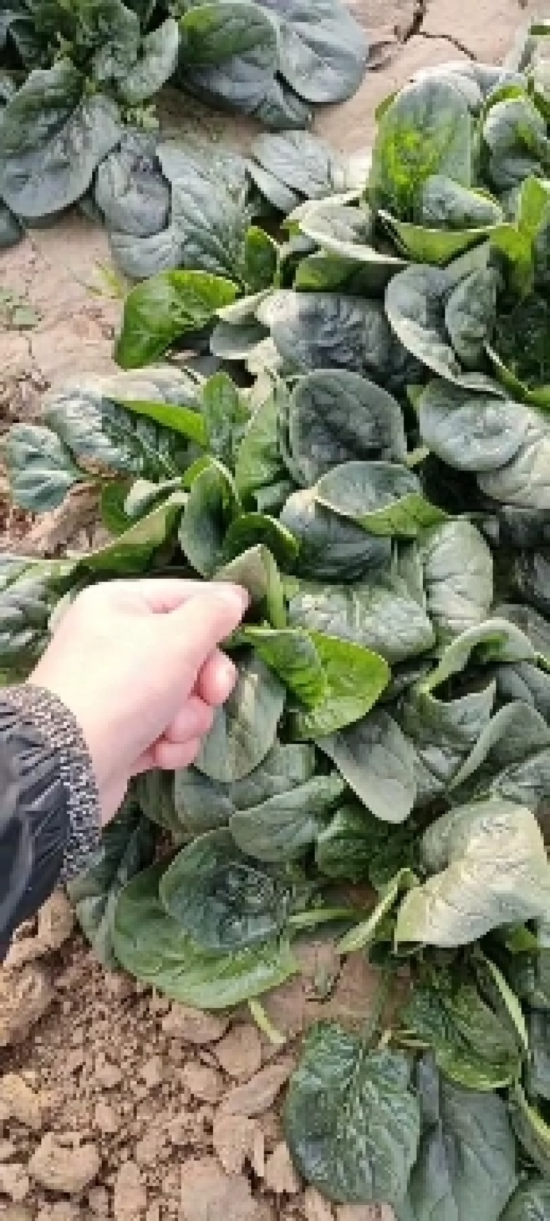 趴地菠菜，这边资源充足，价格合适，质量可以保证，没有烂叶