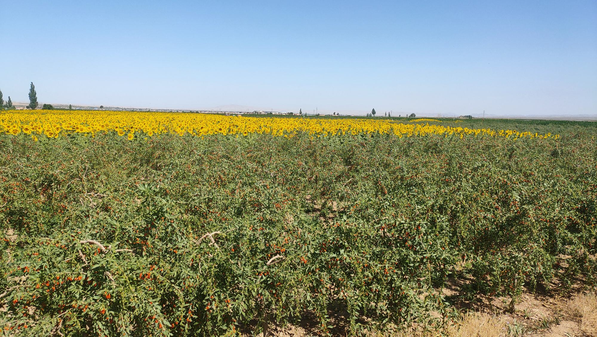 宁夏枸杞种植基地