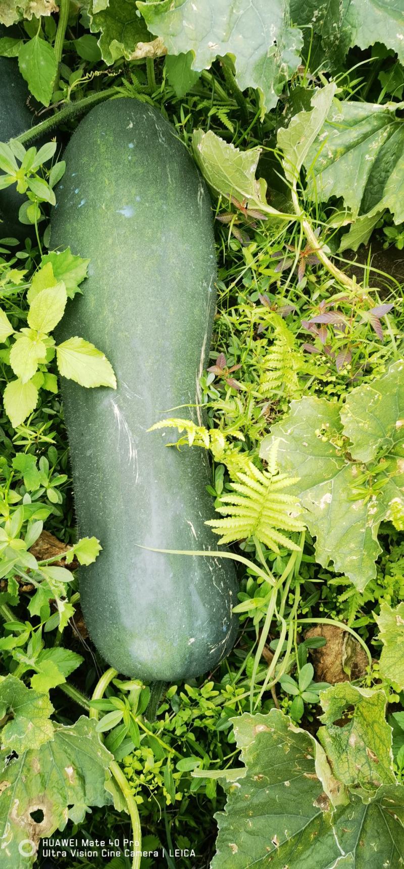 基地青皮冬瓜