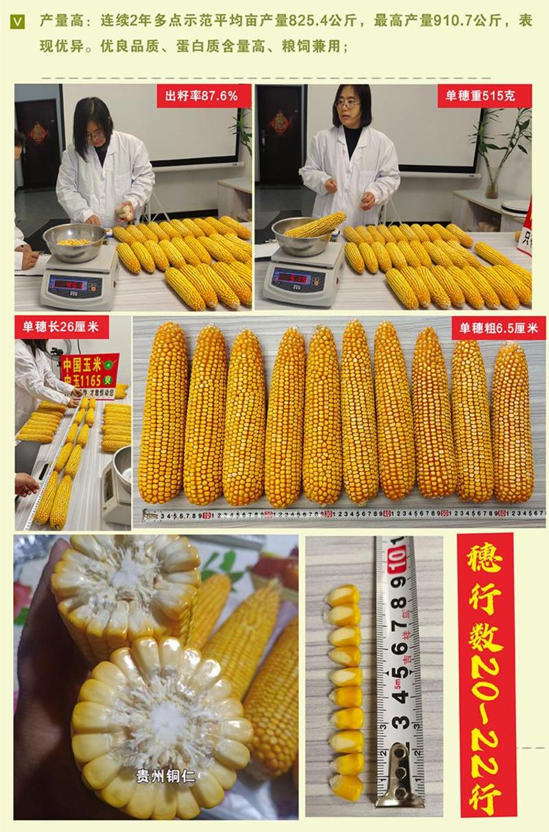 国审杂交玉米种子大棒青贮粮饲高产抗病铁秆中玉1165厂家