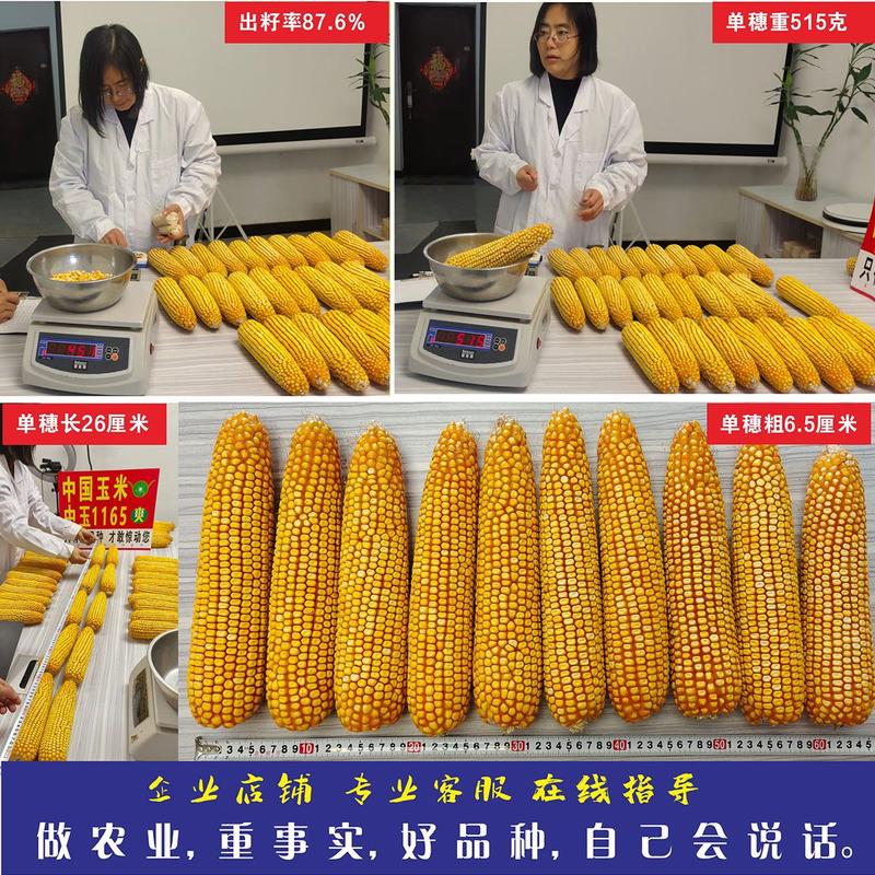国审杂交玉米种子大棒青贮粮饲高产抗病铁秆中玉1165厂家