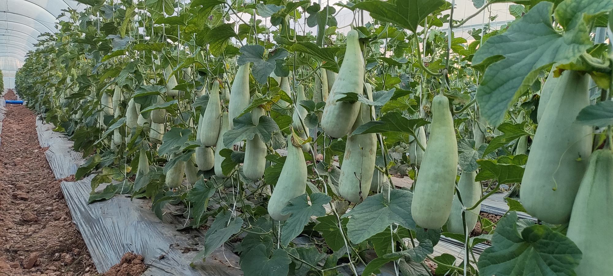 羊角蜜小甜瓜种植园