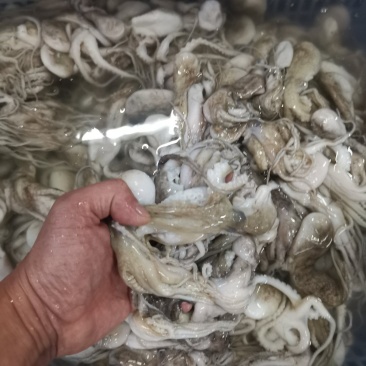八爪鱼，肤色完整，Q弹爽脆！