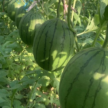 【优选】山东昌乐西瓜全美2K，红玉大量上市，欢迎咨询，