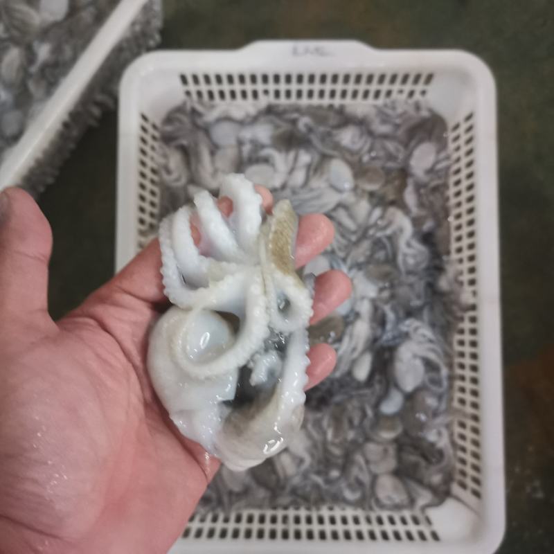 八爪鱼，肤色完整，Q弹爽脆！