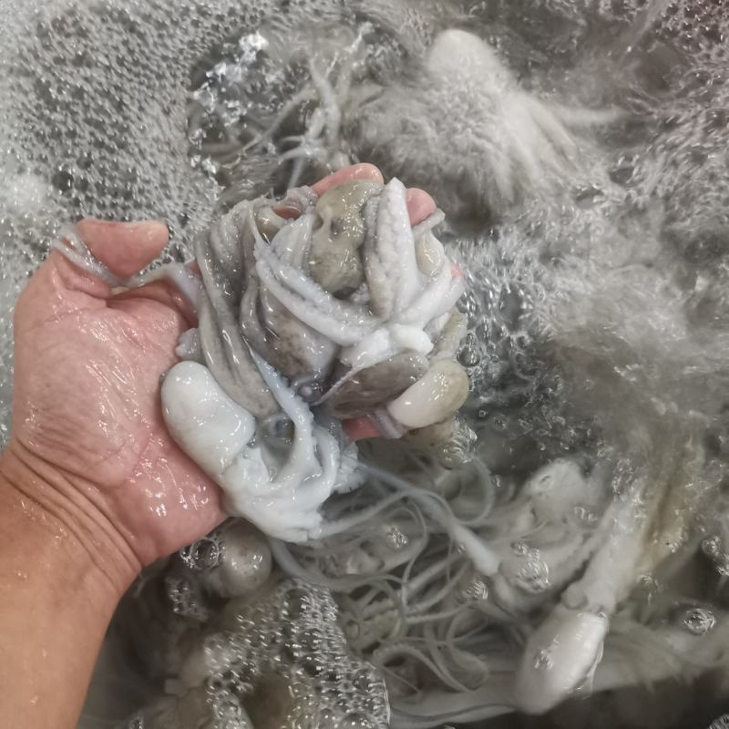 八爪鱼，肤色完整，Q弹爽脆！
