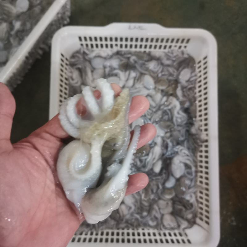 八爪鱼，肤色完整，Q弹爽脆！