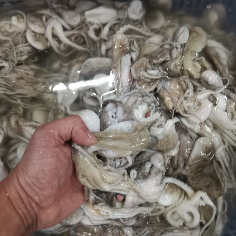 八爪鱼，肤色完整，Q弹爽脆！