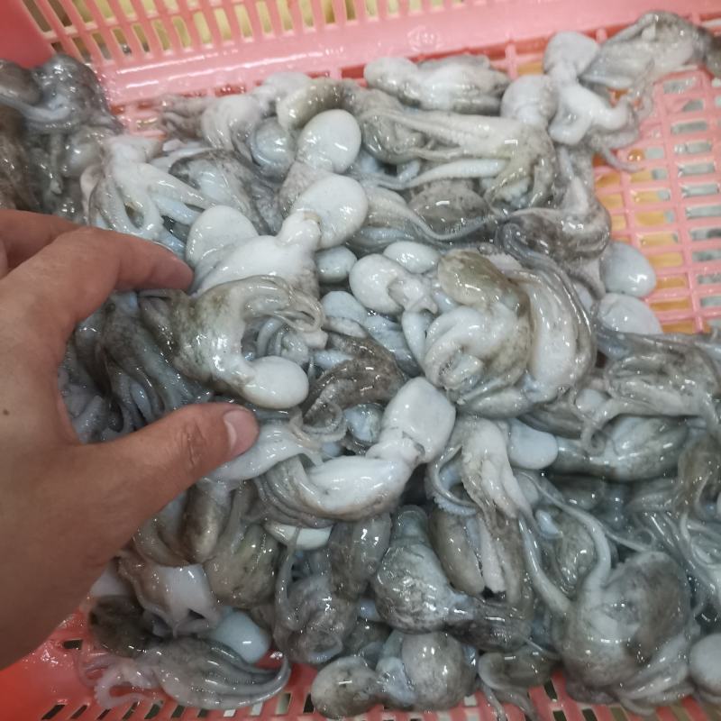 八爪鱼，肤色完整，Q弹爽脆！