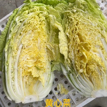 基地直供黄心白菜专业团队