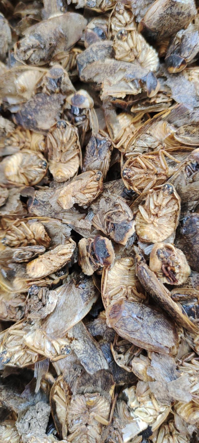 蛰虫带翅膀的公土元一手货源欢迎采购下单量大从优