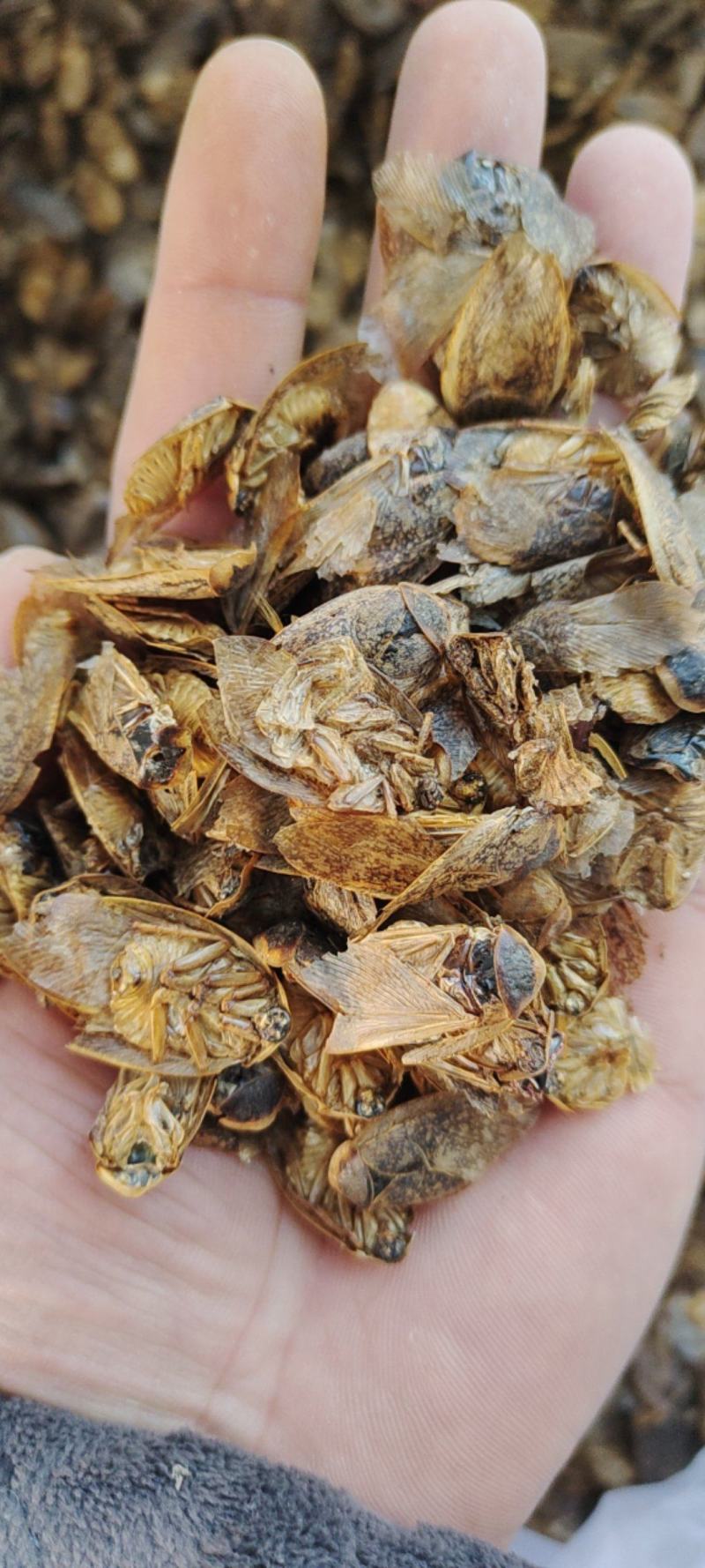 蛰虫带翅膀的公土元一手货源欢迎采购下单量大从优