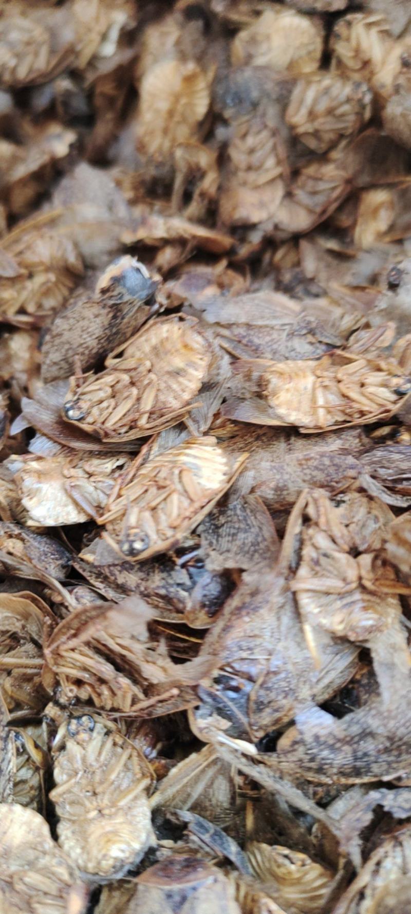 蛰虫带翅膀的公土元一手货源欢迎采购下单量大从优