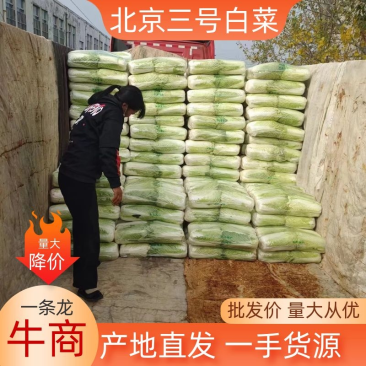 《优选》山西白菜/北京3号白菜/电商团购一件代发便宜
