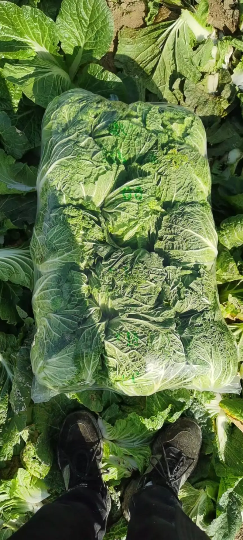 【给钱就卖】黄心白菜矮个白菜矮脚白菜疫情助农一手货源