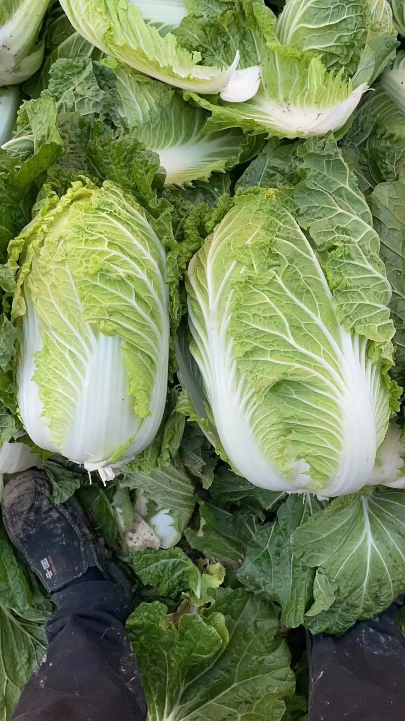 【给钱就卖】黄心白菜矮个白菜矮脚白菜疫情助农一手货源