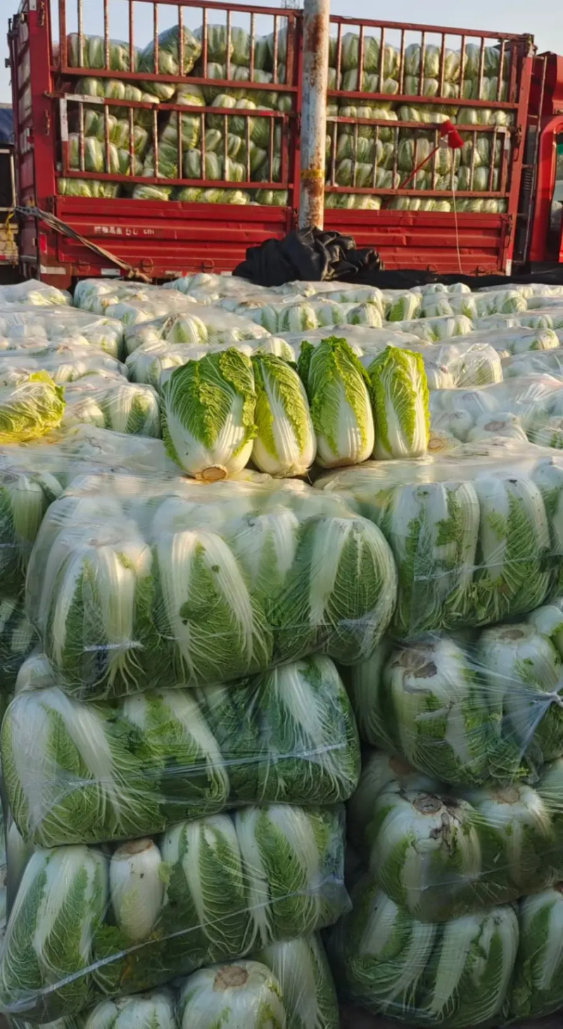 【给钱就卖】黄心白菜矮个白菜矮脚白菜疫情助农一手货源