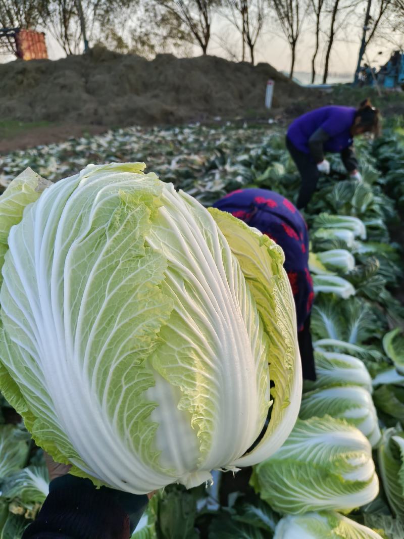 义和，青杂白菜，一手货源，基地直发各大市场，商超平台。