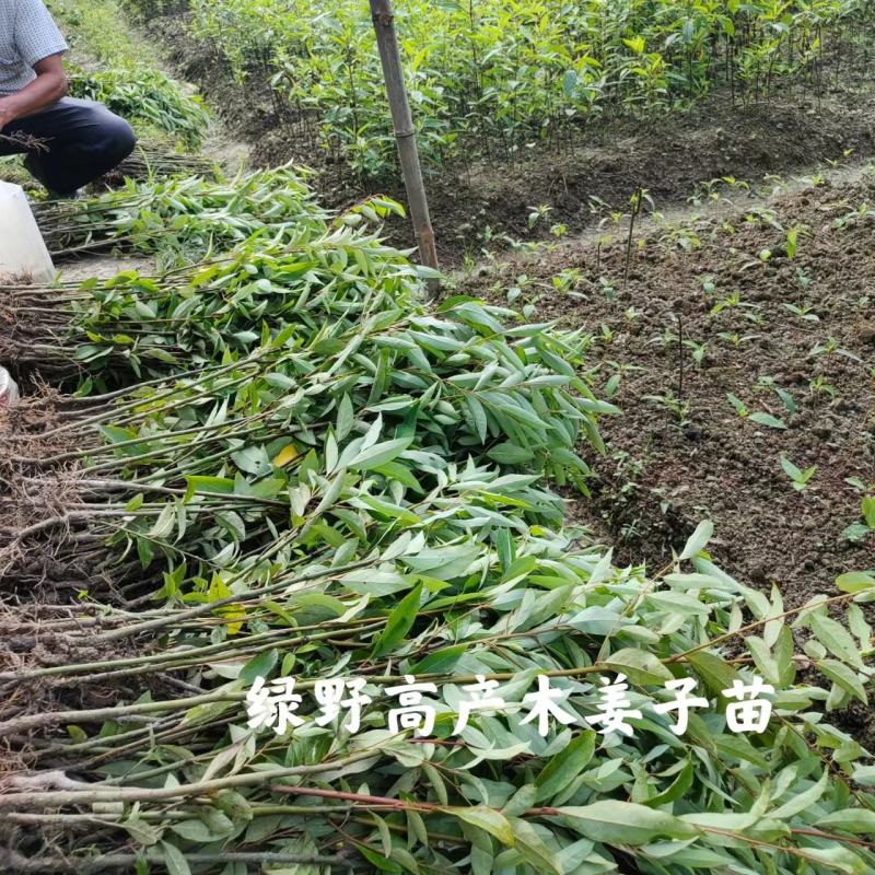 木姜子苗改良山胡椒苗山仓子苗量大价优批发包邮