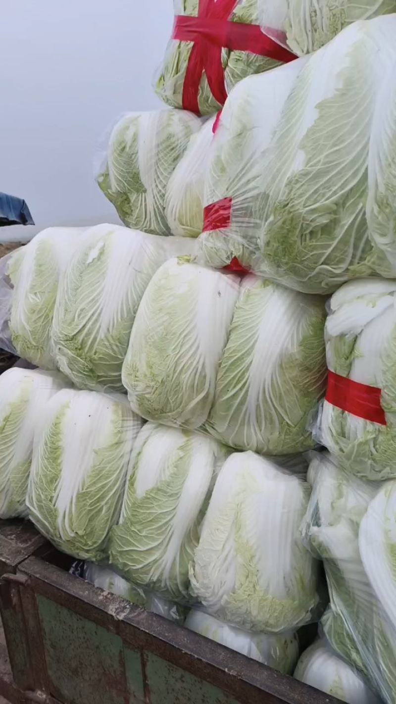 义和，青杂白菜，一手货源，基地直发各大市场，商超平台。