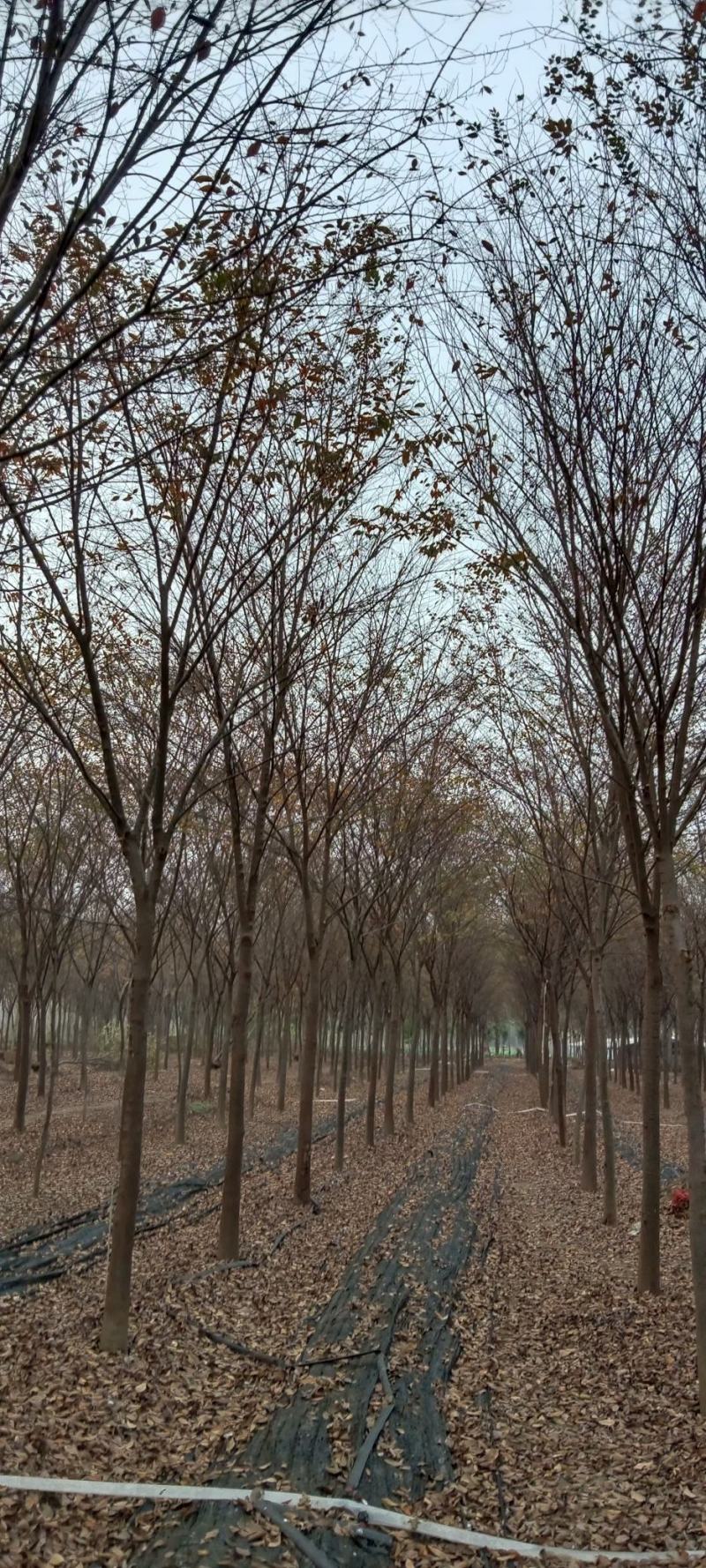 原生榉树11到13公分，分枝点2.2到2.5米，价格美丽