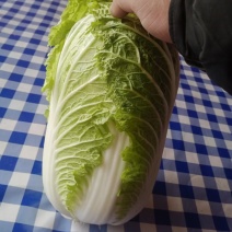 黄心白菜