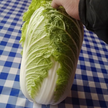 黄心白菜