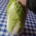 黄心白菜