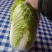 黄心白菜